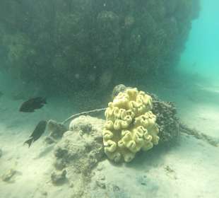 Schnorcheln Hurghada