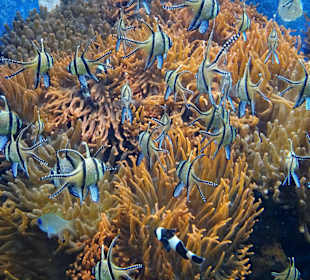 Impressionen aus dem Aquazoo Löbbecke Museum