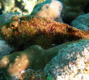 Рыба-камень