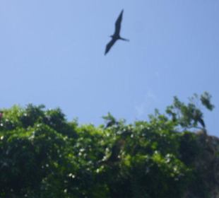 Los Haitises - Vogel-Insel