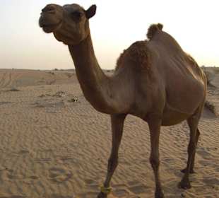 Kamel bei unserer Wüstensafari