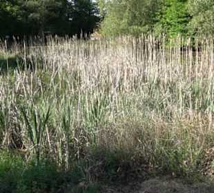 Kurpark Bad Niedernau