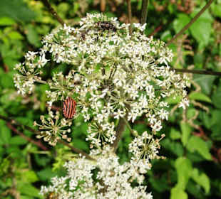 Wanderung durch die Kleine Luxemburger Schweiz