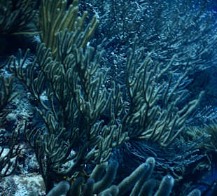 Schnorcheln Willemstad