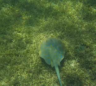 Schnorcheln Makadi Bay