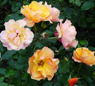 Eindrücke aus dem herbstlichen Rosengarten