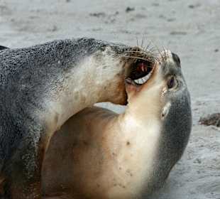 Seal Bay auf Kangaroo Island