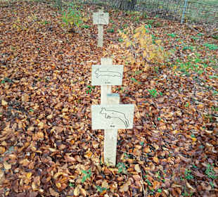 Wie weit können die Tiere springen Aktionsstation