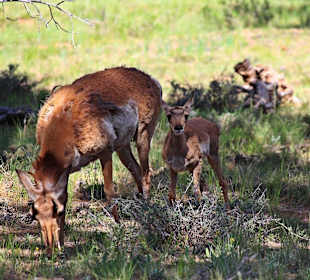 Gabelhorn - Antilopen