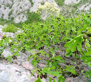 Paklenica