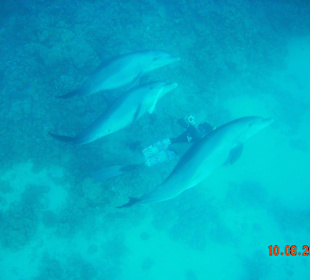 Delfintour mit SimSim-Reisen