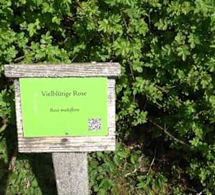 Arboretum