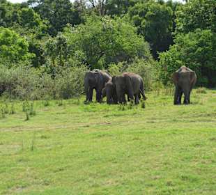 Nationalpark Mineriya
