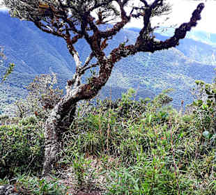 Podocarpus Nationalpark
