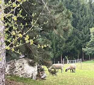 Wandern Pöllauberg
