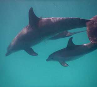 Delfine ganz nah!