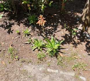 Schildkröten freilebend