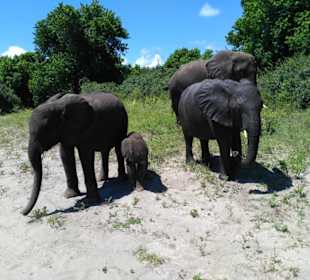 Familie im Chobe Nationalpark