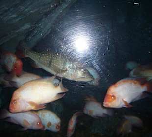 Fische im Aquarium