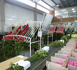 Hier wird nach Leistung sortiert und verpackt