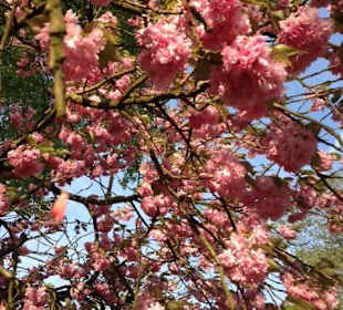 Kirschblüte im Kurpark direkt am Quality Hotel Vital zum Ste