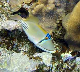 Picasso-Drückerfisch