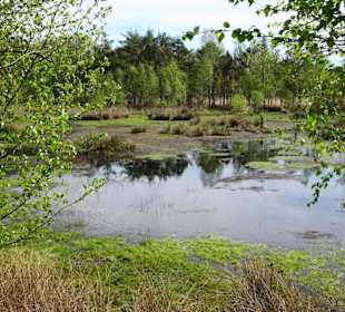 Impressionen vom Rundgang durch das Pietzmoor