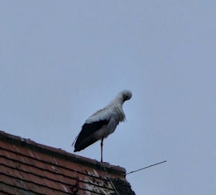 Die Weihnachtsstörche