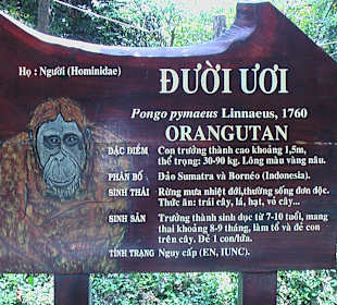 Orang-Utan