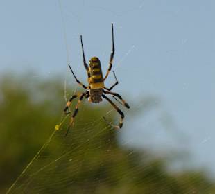 Spinne im Norden