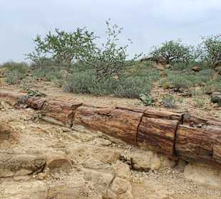 Petrified Forest