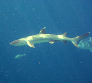 Faszinierende Unterwasserwelt
