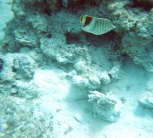 Dolphintour mit Oototo zum Zweiten