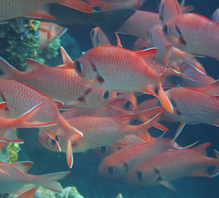 Schnorcheln Abu Dabbab