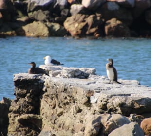 ...es gibt auch andere Tiere hier...