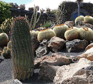 Kakteenpark von Cesar Manrique