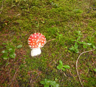 Eichhörnchenweg St.Magdalena - Kradorfer Alm