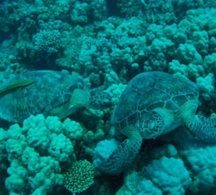 Hausriff- Schildkröten 