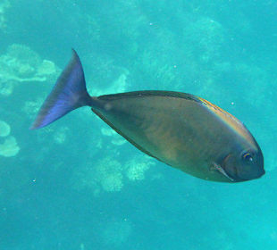 Doktorfisch (schnorchelnd)