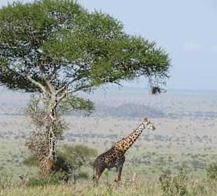 Giraffe - im Hintergrund der Lions Rock
