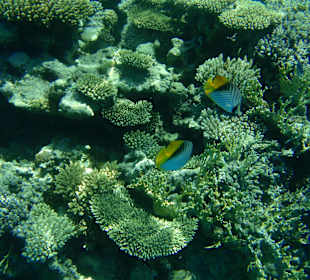 Schnorcheln am Riff bei der Tiran-Insel