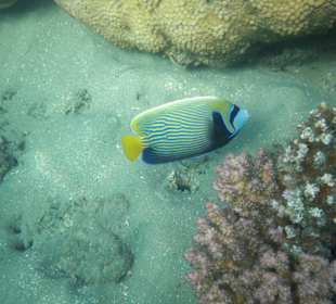 Imperator-Kaiserfisch