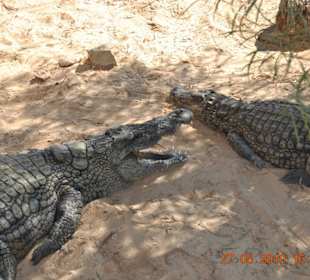 Krokofarm (Explorer)