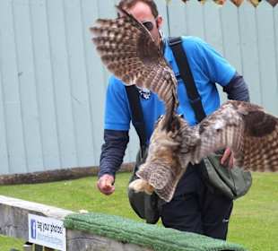 Burren Birds of Prey Center