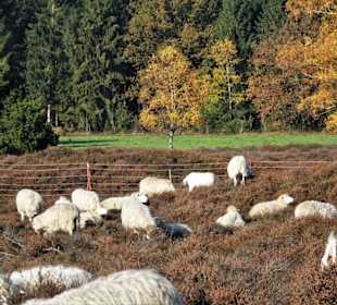 Herbststimmung am Pestruper Gräberfeld