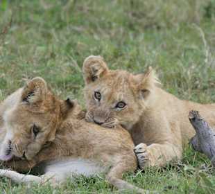 Noch klein aber schon das Fell putzen