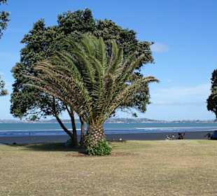 Orewa Beach