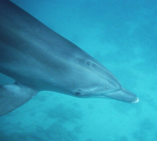 Da sind sie... Delphine unter Wasser!