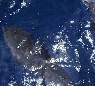 Delphinschwimmen Marsa Alam- Marsa Alam Ausflüge 