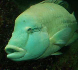 Einer der tollen Fische!